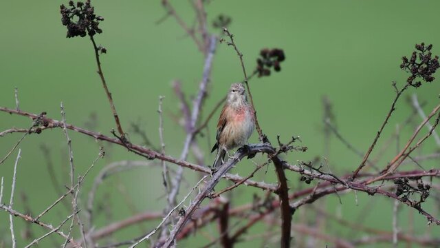 Common linnet Linaria cannabina in the wild. The linnet bird sits on a branch of a bush, on a green background and sings.