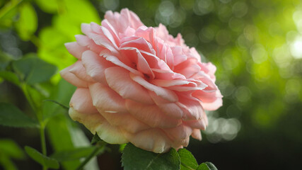 Closeup of beautiful pink rose growing in garden and fluttering under blowing wind.