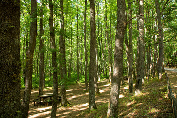 Naklejka premium Foresta