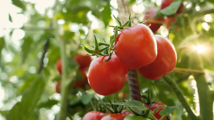 Closeup of ripe tomatoes growing at domestic garden. Concept of gardening, domestic food and healthy organic nutrition.