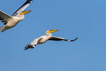 White Pelican flying in the blue sky on an early autumn morning near Zikhron Ya'akov, Israel.