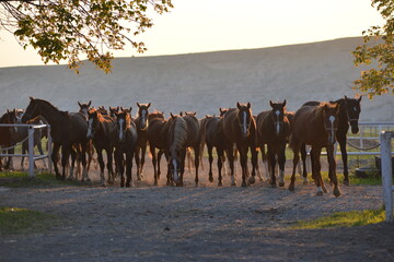 Arabian Horse in Turkey