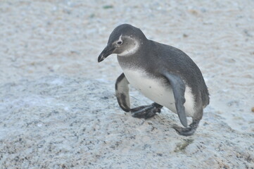 Penguin, Birds of the world