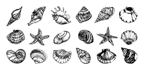 Collection of monochrome illustrations of seashells in sketch style. Hand drawings in art ink style. Black and white graphics.