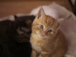 Cute adorable baby kitten looks into camera portrait