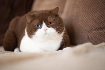 Odd eyed Kater imposant Weihnachten Katze