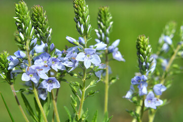 In the spring, the Veronica prostrata blooms among the herbs