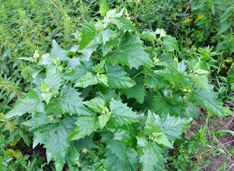 In nature, the grows chenopodium hybridum (Chenopodiastrum hybridum)