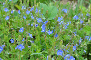 Veronica chamaedrys blooms in nature