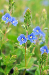 Veronica chamaedrys blooms in nature