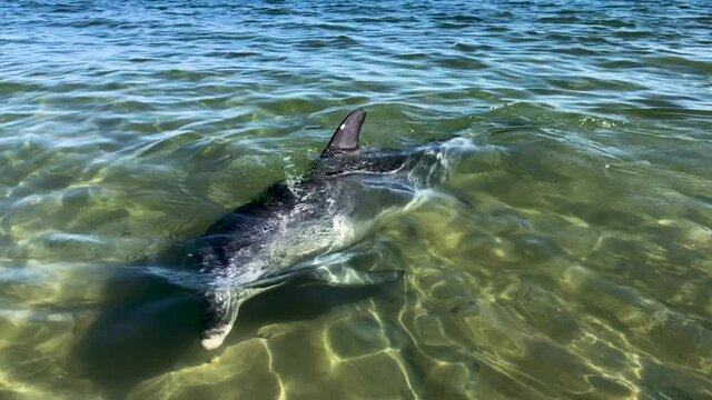 Dolphin