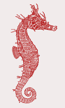 Male painted seahorse hippocampus sindonis in profile view