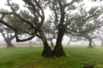 Fototapeta na wymiar Old cedar tree in Fanal forest - Madeira island. Portugal.