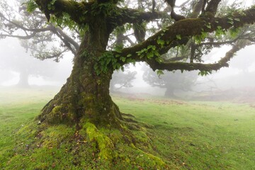 Old cedar tree in Fanal forest - Madeira island. Portugal.