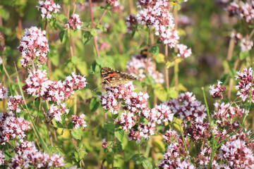 Schmetterling auf lila Pflanze