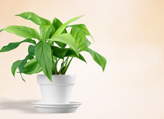 Green house plant leaves in a pot on the desk