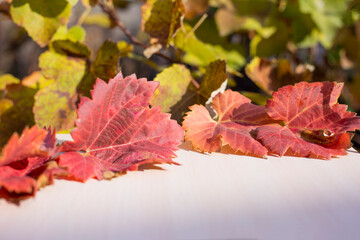autumn leaves in table nature background