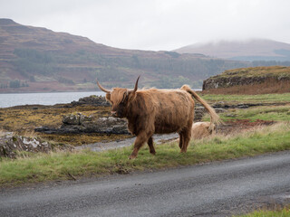 Highland cow on the Isle of Mull