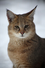 extreme close up portrait of swamp lynx