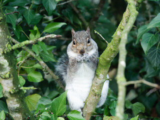 squirrel on a tree