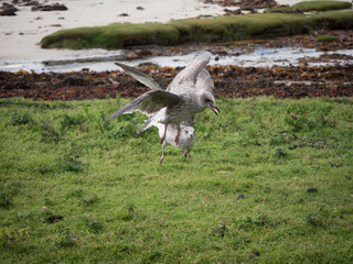 Herring gull hovers along the UK coast