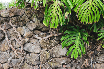 Thick Swiss Cheese plant hanging over a stone wall in Hawaii. Photos taken in the early morning.