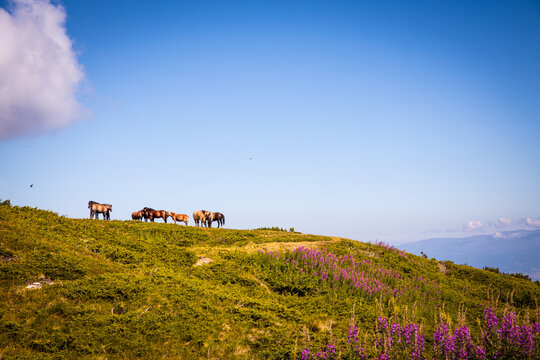 Herd of horses on a hill in Bulgaria. Horses graze in the mountains on a spring warm day. Blue sky, beautiful landscape. High quality photo