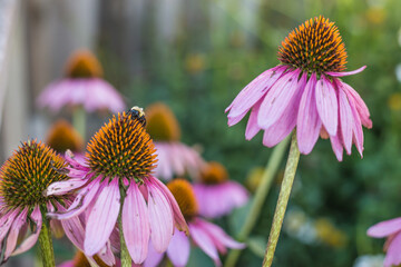 Bees on coneflowers
