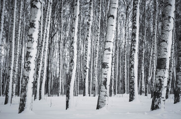 Birches in the snow