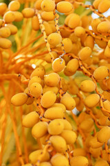 Dates maturing in the palm tree itself. Nearby plane of ripening dates hanging from its tree. Background