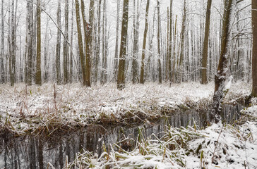 Brook in winter forest during snowfall.