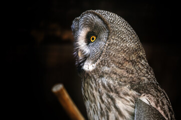 Close up portrait owl