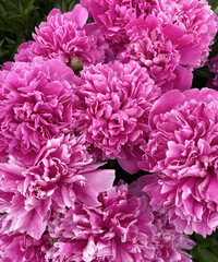 pink peony bush, top view. natural backdrop.