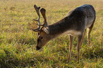 beautiful sika deer, also known as free-range sika deer in the field. autumn forest in the background