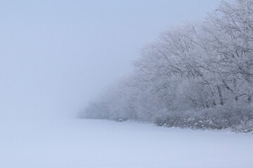 Obraz na płótnie Canvas snow trees in the fog