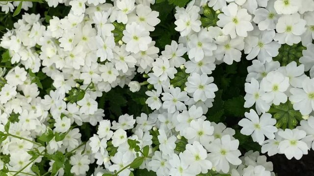 Video of amazing bushes of Verbena amplexus white in bloom. Amazing blooming garden flowers vervain close up.