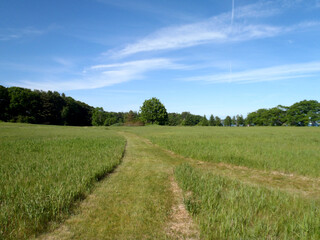 Fototapeta na wymiar Two Mowed Paths merge in a grass field with Large Pines