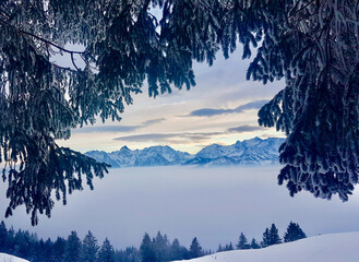 Snow covered mountains seen through pine trees. Vorarlberg, Austria.