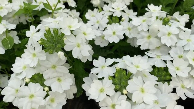 Video of amazing bushes of Verbena amplexus white in bloom. Amazing blooming garden flowers vervain close up.