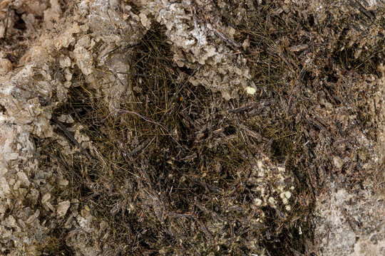 Macro of a mineral stone Vesuvianite on a white background