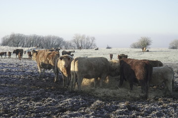 Vaches en hiver, Normandie, France