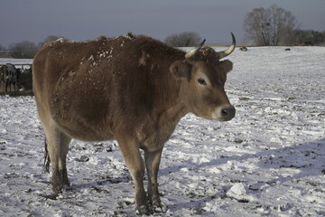Vaches en hiver, Normandie, France