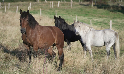 CHEVAUX DANS UN PR&Eacute;