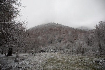 Winter trees in mountains covered with fresh snow. Beautiful landscape with branches of trees covered in snow. Mountain road in Caucasus. Azerbaijan