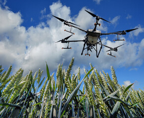 A sprayer drone flies over a wheat field. Smart and precision farming
