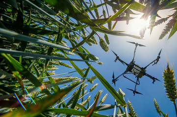 A sprayer drone flies over a wheat field. Smart and precision farming