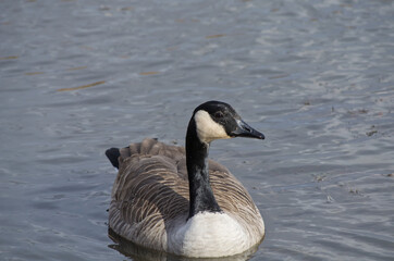 Naklejka na ściany i meble Canada Goose in a Pond