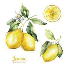 Set of watercolor illustrations of lemons. Hand painted tree branch ripe lemons with green leaves on white background for your design.