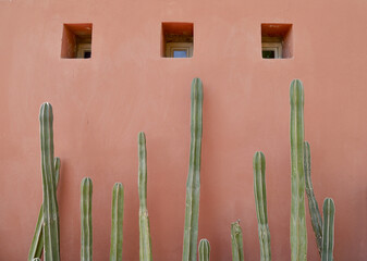 Cactus plants in front of red wall with little windows. Marrakech, Morocco.