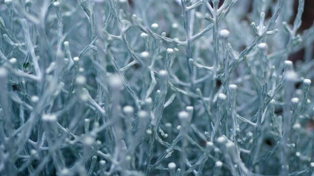 Blue Silver Complex Formations Of Australian Native Plant, CLOSE UP